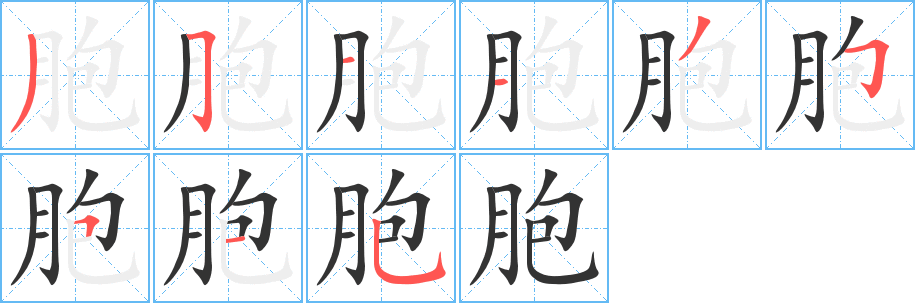 胞的笔顺分步演示