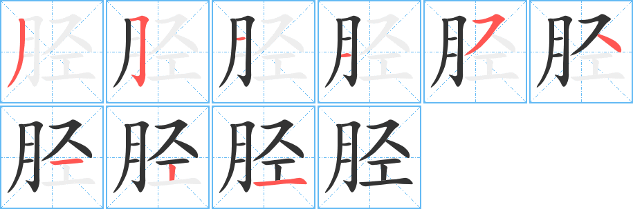 胫的笔顺分步演示